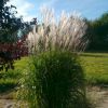 Miscanthus Purpurascens